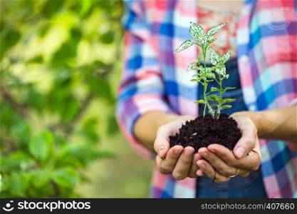concept of life - girl holding a young plant in the hands