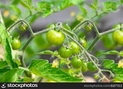 Concept of organic food production - bush of young and green tomatoes in close-up