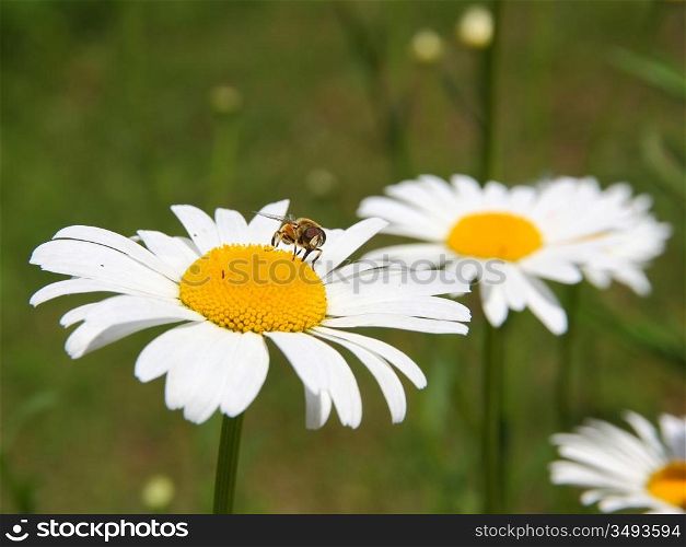 concept of sunny spring with flowers and bee