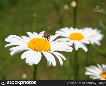 concept of sunny spring with flowers and bee