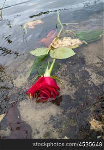 Concept photograph for broken heart failed romance relationship of dead red roses floating in a lake or river