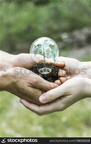 concept plant glass bulb. Beautiful photo. concept plant glass bulb