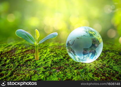 Concept Save the world save environment The world is in the grass of the green bokeh background