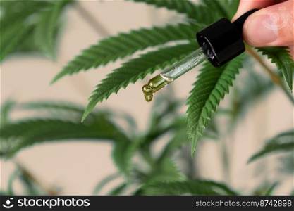 Conceptual closeup of CBD oil in a dropper vial against a background of hemp leaves, referencing the legalized marijuana.. Concept closeup image of CBD oil in dropper on legalized hemp leave background.