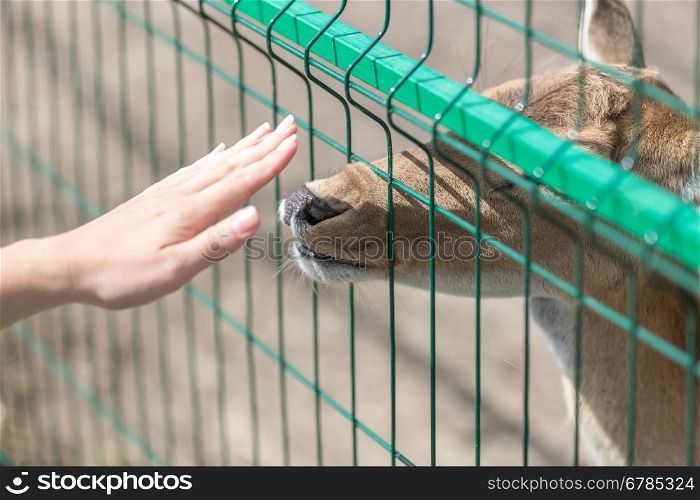 Conceptual image of contact between people and animals. Closeup shot of female hand touching doe through fence in zoo