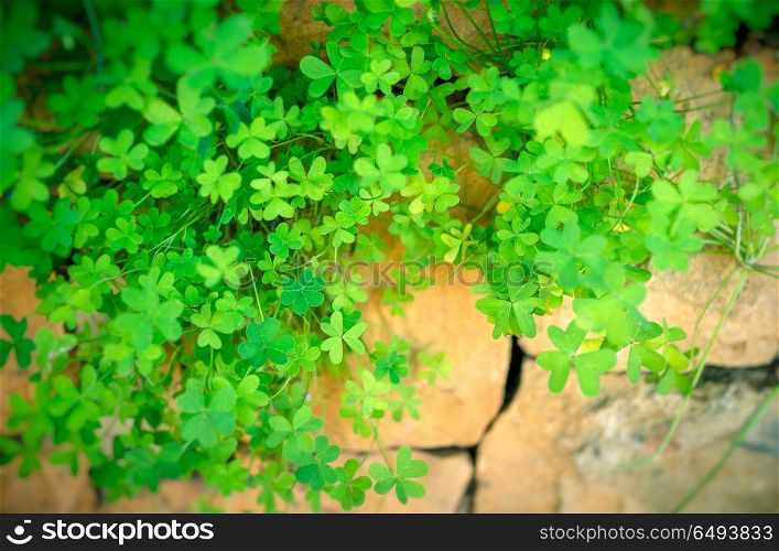 Conceptual image of finding your way through hard times, the clover has sprouted through the crack in the stone wall, hope and thirst for life . Clover on the stone wall