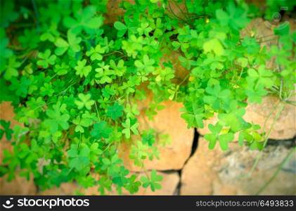 Conceptual image of finding your way through hard times, the clover has sprouted through the crack in the stone wall, hope and thirst for life . Clover on the stone wall