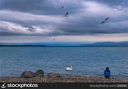 Conceptual image with a man sitting on the Bodensee lake shore, contemplating, surrounded by swan and seagulls, in Friedrichshafen town, Germany.