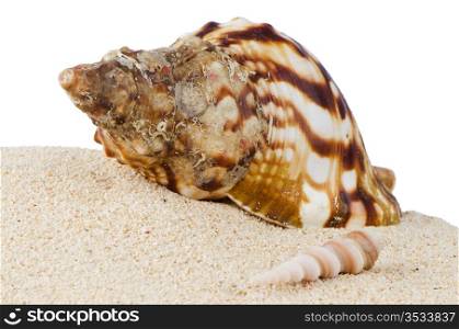 Conch sea shell on sand isolated on white background.