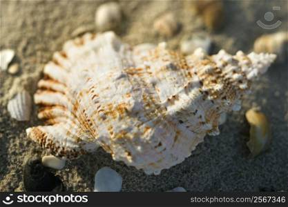 Conch shell in sand with other shells surrounding.