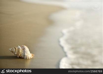Conch shell on beach with waves.