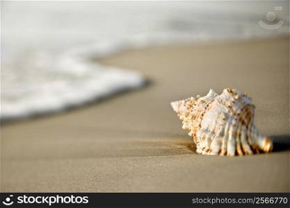 Conch shell on beach with waves.