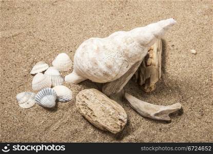 Conch shell, sea shell and wood on the sand