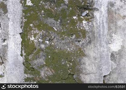 concrete wall with grunge texture and moss green algae , texture background