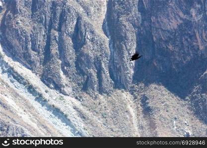 Condor flying above Colca canyon in Peru