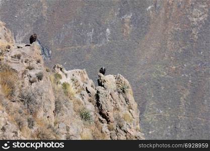 Condor flying above Colca canyon in Peru