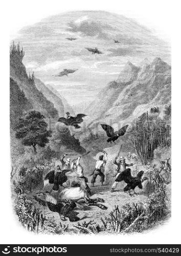 Condor hunt, vintage engraved illustration. Magasin Pittoresque 1857.