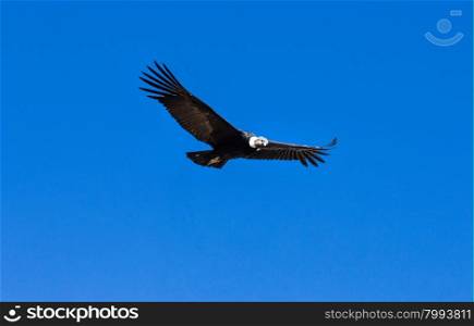 condor in sky