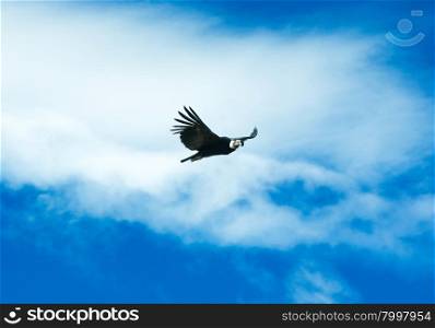 condor in sky