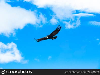 condor in sky