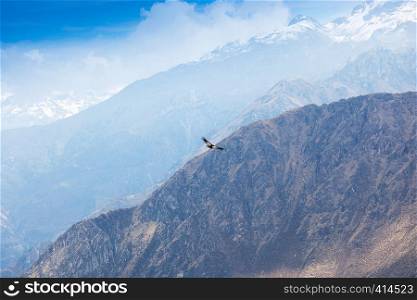 condor soaring above the high mountains