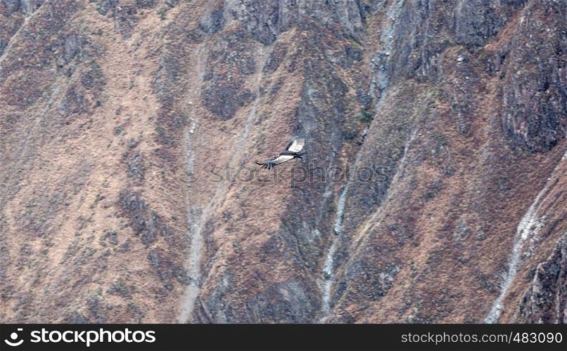 condor soaring above the high mountains