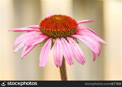 cone flower, Echinacea purpurea, American medicinal plant with flower