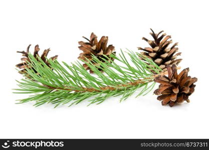 cones and green pine branch on a white background