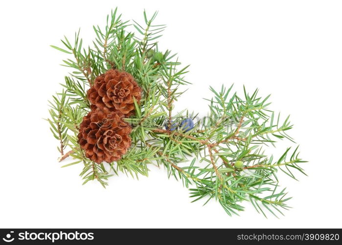 cones of spruce and juniper branchlet isolated on white background
