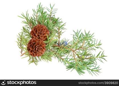 cones of spruce and juniper branchlet isolated on white background