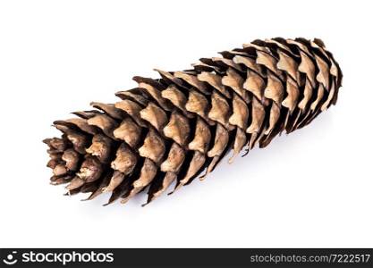 Cones of Spruce, Pine Studio Photo. Cones of Spruce, Pine