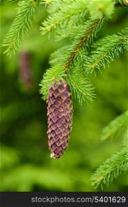 Cones on pine with resin, shallow deep of field