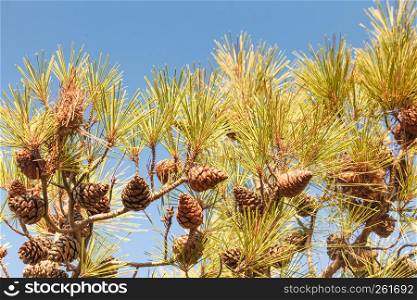 Cones on the branches of a conifer tree. Details of autumn nature.. Cones on conifer tree