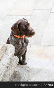 Confidence brown dog sitting on paving stone looking away. Outdoor