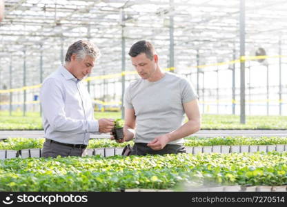 Confident businessman discussing over herb seedling with botanist in greenhouse