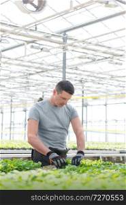 Confident male botanist working in plant nursery