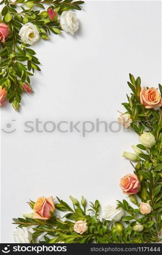 Congratulation plant corner frame from evergreen branch of boxwood with coral roses flowers on a light grey background, copy space. Valentine&rsquo;s Day greeting card.. Green leaves border from evergreen leaves anf roses flowers.
