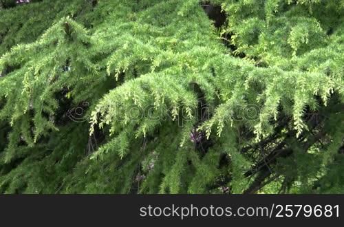 Conifer Needle Branch.
