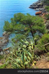 Conifer tree and stripped Agave americana plant on edge of cliff above sea.
