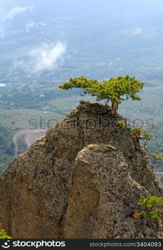 conifer tree on rocks top on misty valley background (Demerdzhi Mount, Crimea, Ukraine )