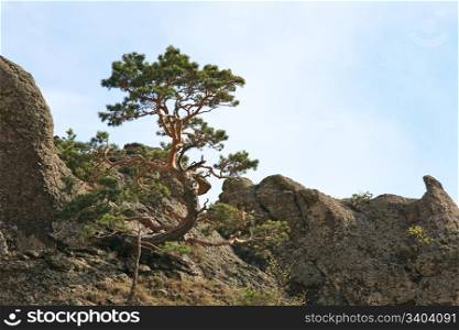 conifer tree on rocks top on sky background (Demerdzhi Mount, Crimea, Ukraine )