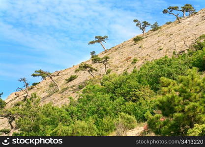 "conifer trees on rocks slope on blue sky background ("Novyj Svit" reserve, Crimea, Ukraine)."