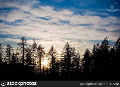 Conifer trees silhouettes during sunset, winter season, horizontal orientation