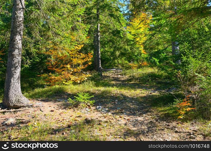 Coniferous and deciduous trees in brightly lit autumn forest. Fall landscape.