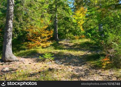 Coniferous and deciduous trees in brightly lit autumn forest. Fall landscape.