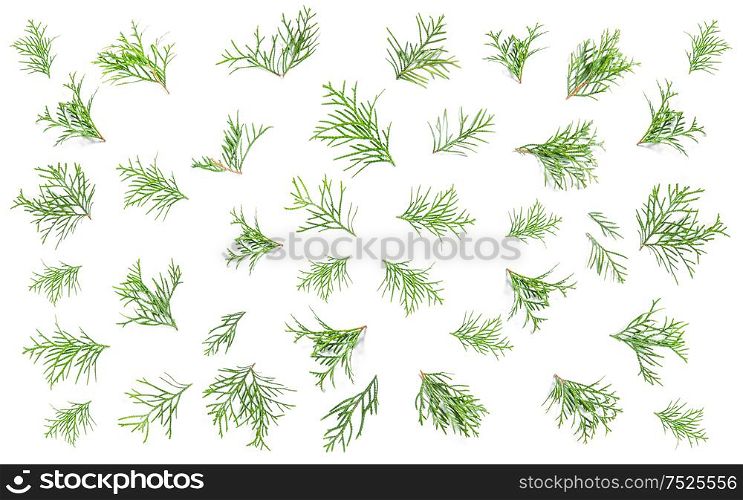 Coniferous branches on white. Floral flat lay background