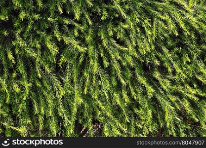 Coniferous bushes, green needles texture (background).