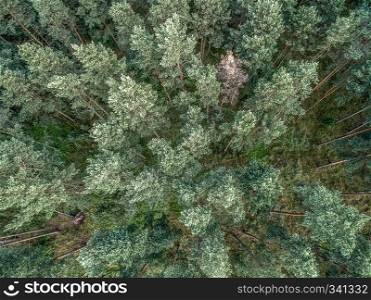 Coniferous forest, aerial photo with the copter, vertically down, abstract effect