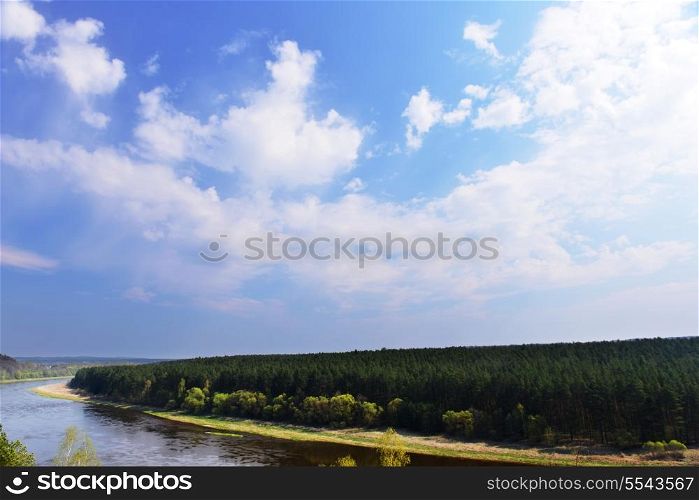 coniferous forest along banks of river. summer landscape