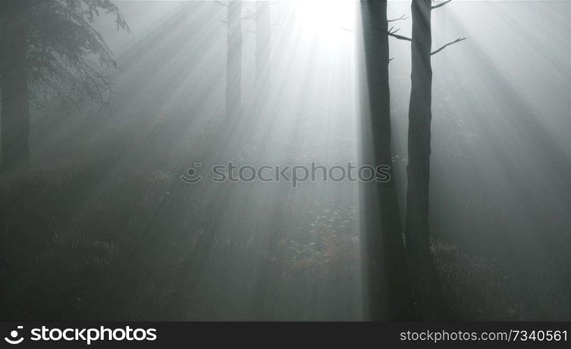 coniferous forest backlit by the rising sun on a misty fog. Coniferous Forest Backlit by the Fising Sun on a misty